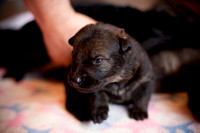 Aron/Exa pups born 07/22/10