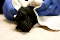 Irvin/Clara pups born 01/22/13