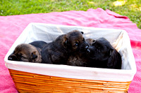 Aron/Sindy pups born 06/26/10