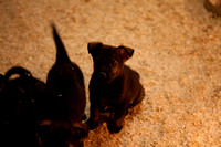 Aron/Trudy pups born 04/05/10