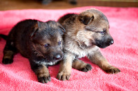 Walko/Allie pups born 04/25/10